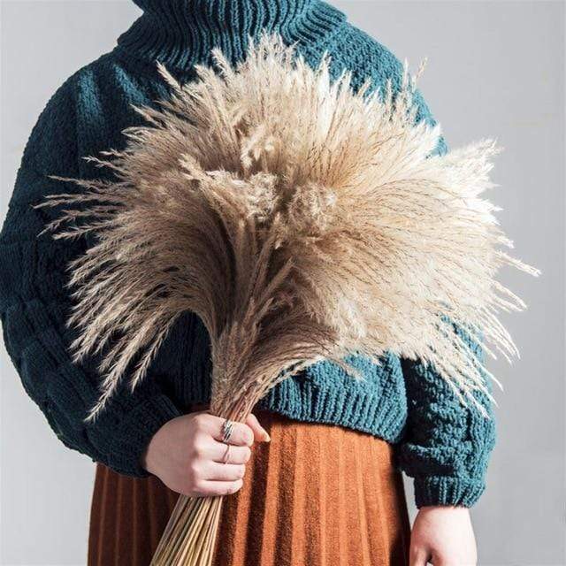 Pampas Grass