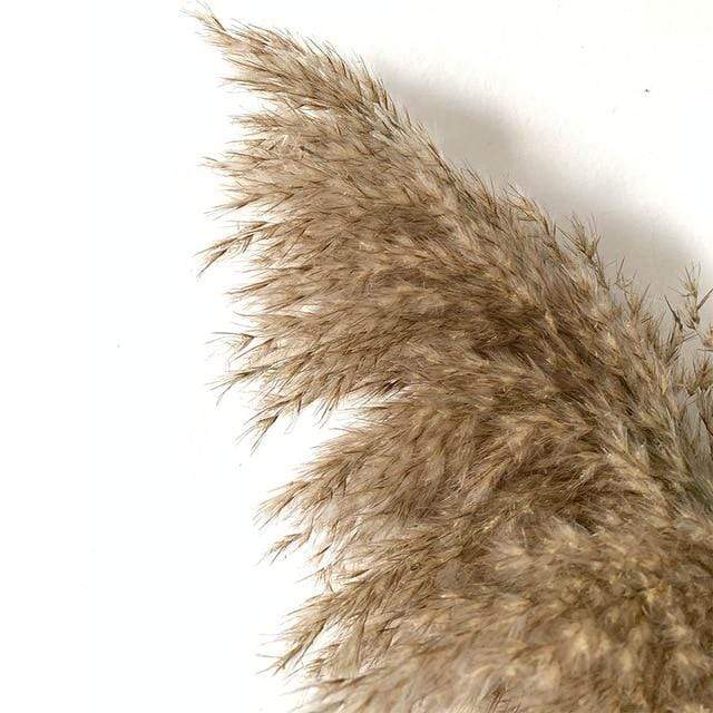 Pampas Grass