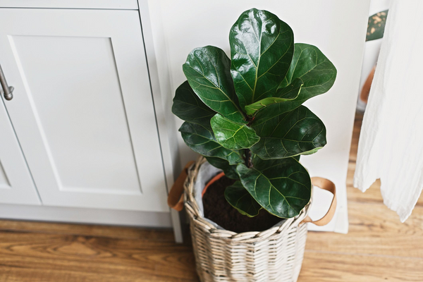 How To Keep Your Indoor Plants Healthy