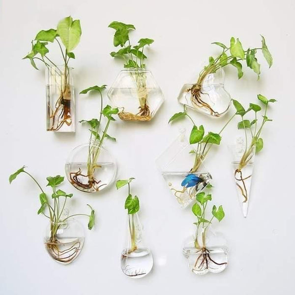 glass pots for plants near me Hydroponic Glass Pot – Still Serenity
