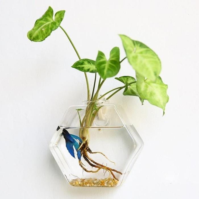 Hydroponic Glass Pot – Still Serenity