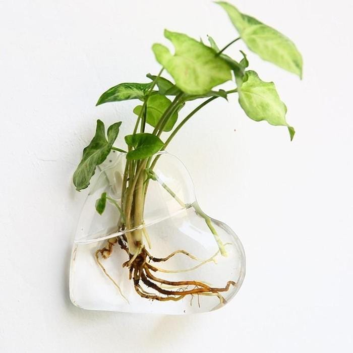 wall hanging glass planter Hydroponic Glass Pot – Still Serenity